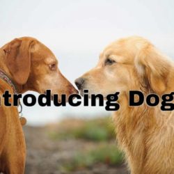 Introducing Dogs to Each Other
