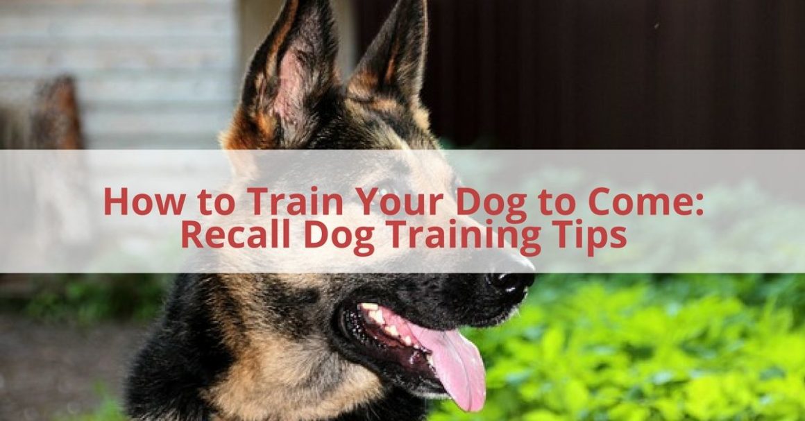 How to Train a Dog to Come