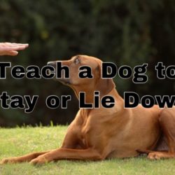 Teach a Dog to Stay or Lie Down