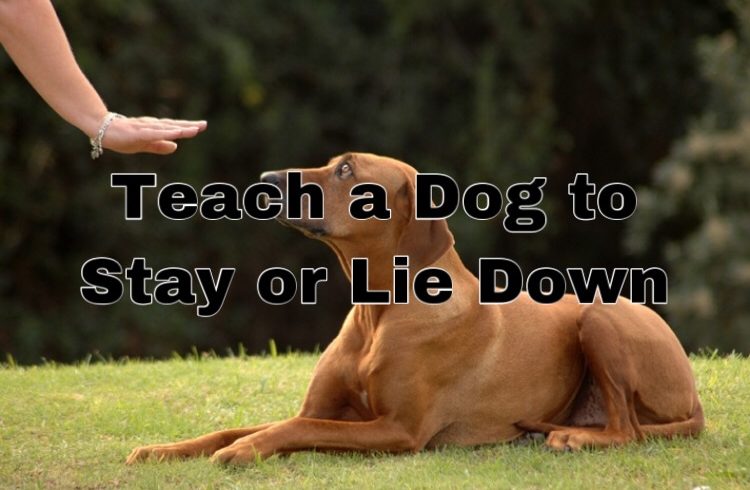 Teach a Dog to Stay or Lie Down
