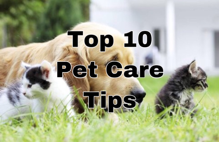 Top 10 Pet Care Tips