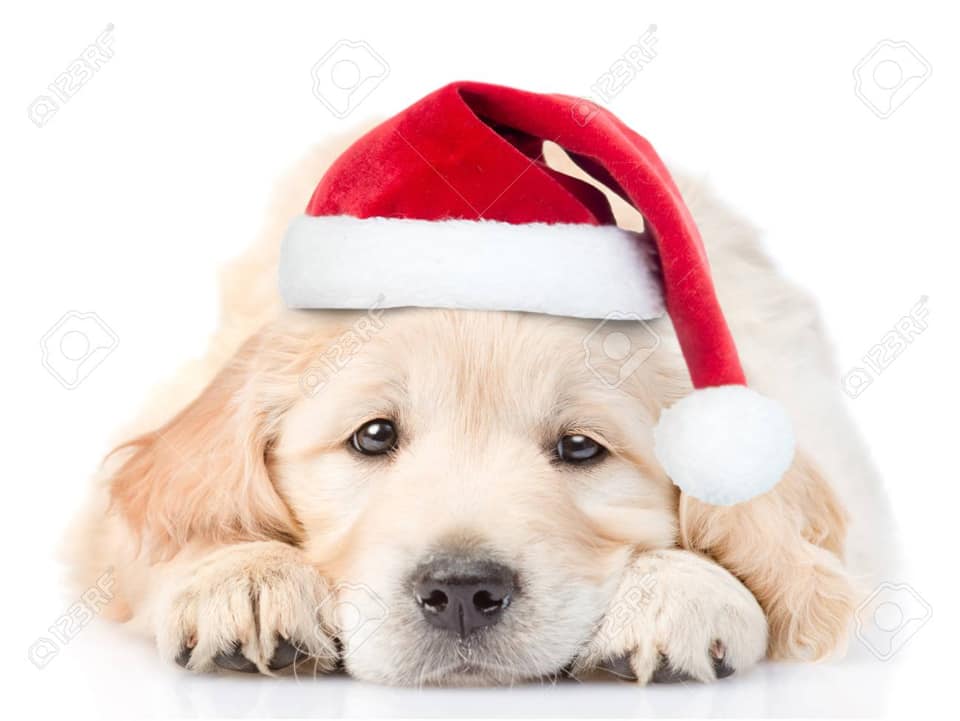 dog_santa dog_santa