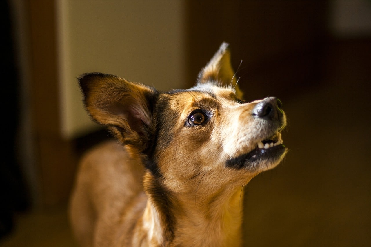 Teaching Name Recognition – Maryville Alcoa Animal Rescue Center 