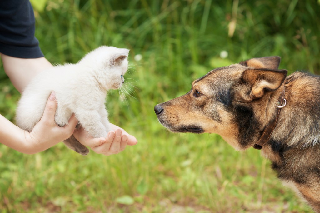 How to Introduce a Dog to a Cat Maryville/Alcoa Animal