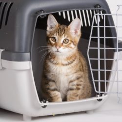 Cat Crate Training Instructions and Tips