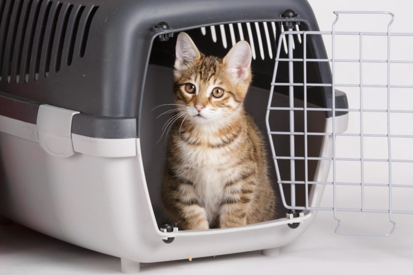 Cat Crate Training Instructions and Tips
