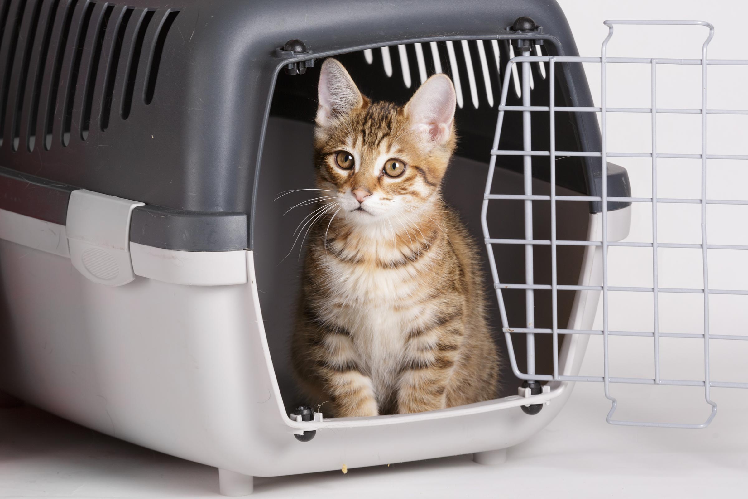 Cat Crate Training Instructions And Tips Maryville Alcoa Animal 