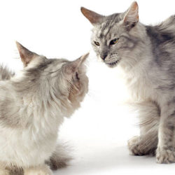 Cat Behavior Modification and Counter-Conditioning