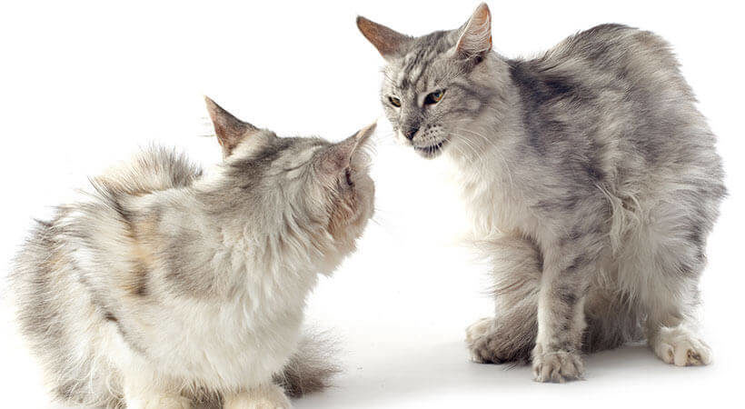 Cat Behavior Modification and Counter-Conditioning