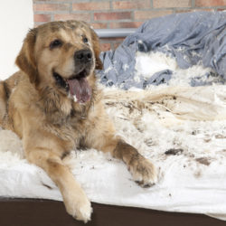 Getting the Behavior you want from your Dog