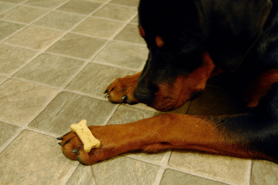 How to Teach a Dog to Leave it