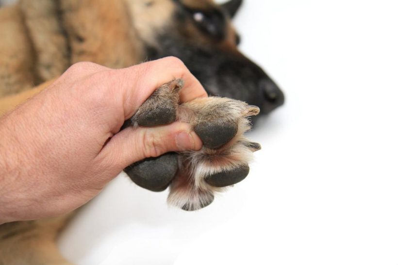 How to Help a Dog Sensitive to Touch