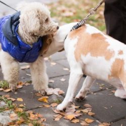 Dog Socialization Tips and Checklist