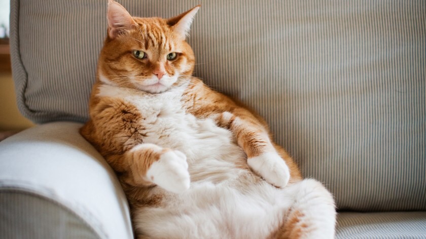 Overweight Dogs and Cats: Pet Obesity Risks