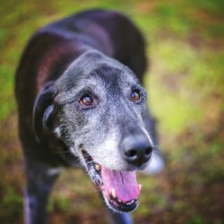 Senior Dog Care: Caring for Older Dogs