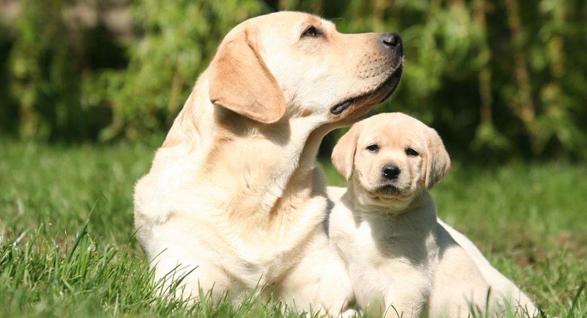 Choosing a Pet: Puppies and Dogs