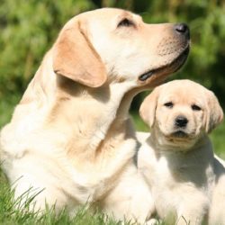 Choosing a Pet: Puppies and Dogs