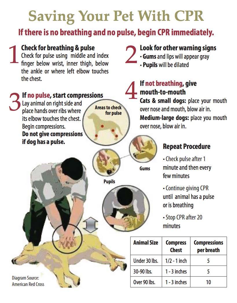 How to do CPR on your Dog – Maryville/Alcoa Animal Rescue Center ...