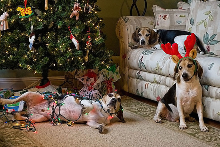 Christmas Holiday Dangers for Pets