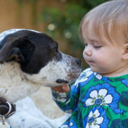 Dog Bites Child: How to Prevent this Scenario