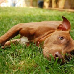 Understand Pit Bull Myths and Facts