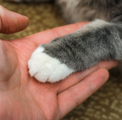 Cat Declawing: The Price of Convenience