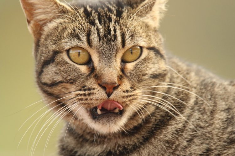 Stomatitis in Cats: Feline Dental Disease
