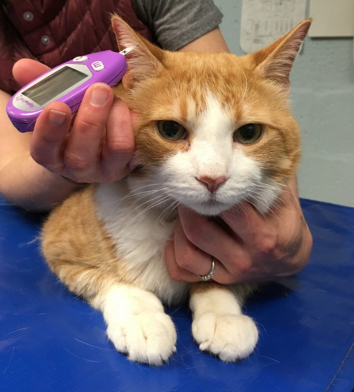 Caring for Diabetic Cats