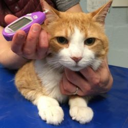 Caring for Diabetic Cats