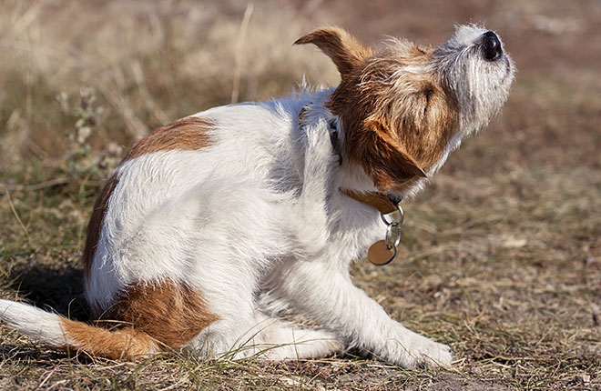 Itchy Dog: Causes and Treatments