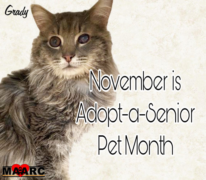 Reasons to Adopt a Senior Cat