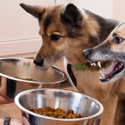 Food Aggression in Dogs: Management