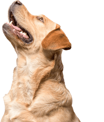adopt-img