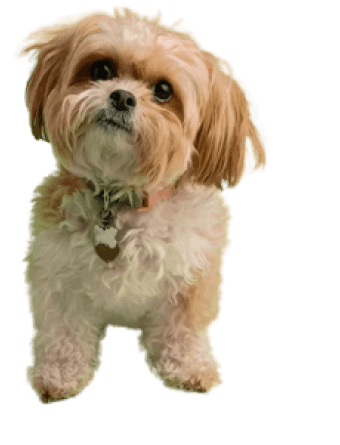 foster-img foster-img